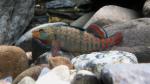 Male Rainbow Darter