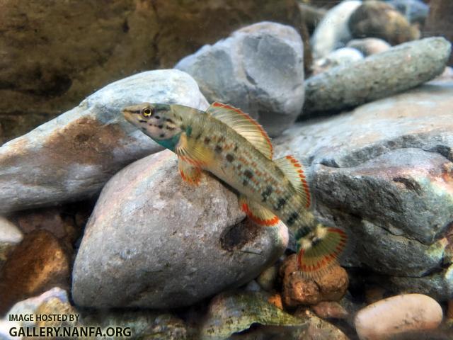 Male Redline Darter