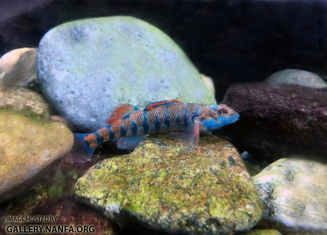 Vibrant Male Speckled Darter