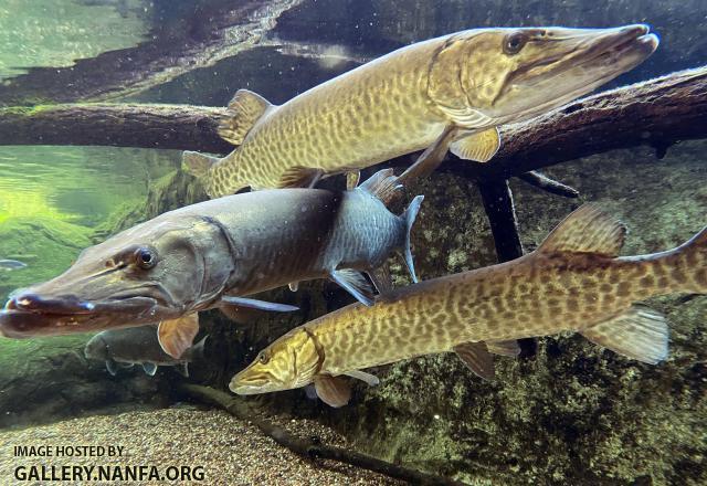 Three Large Muskellunge