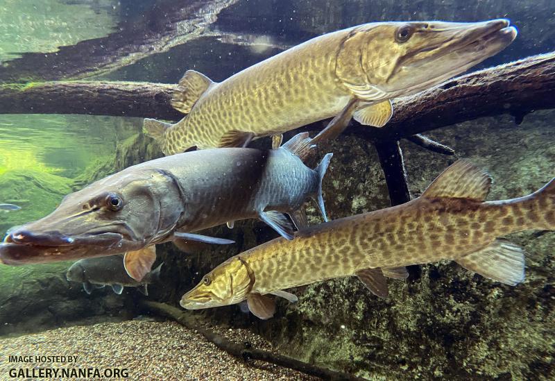 Three Large Muskellunge