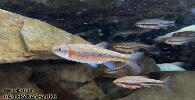 Male Rosyside Dace