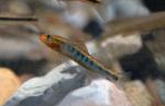 Male Appalachia Darter