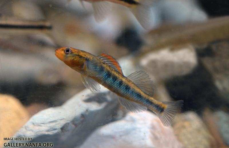 Male Appalachia Darter