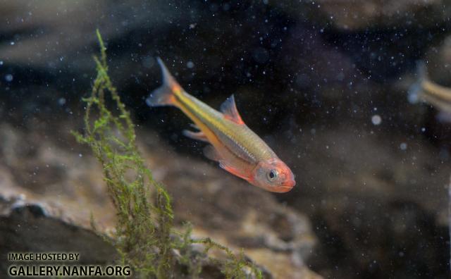 Tennessee Shiner N. leuciodes