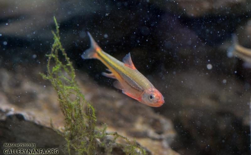 Tennessee Shiner N. leuciodes