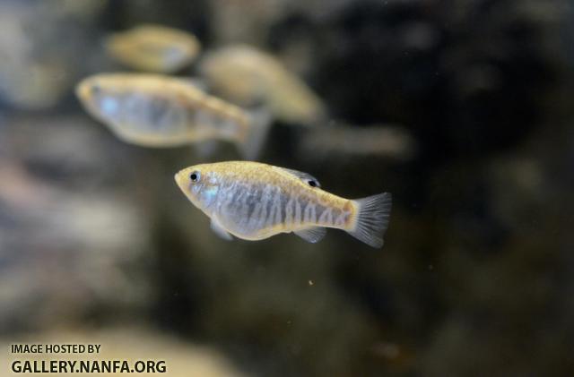 Female Sheepshead Minnow