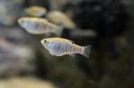 Female Sheepshead Minnow