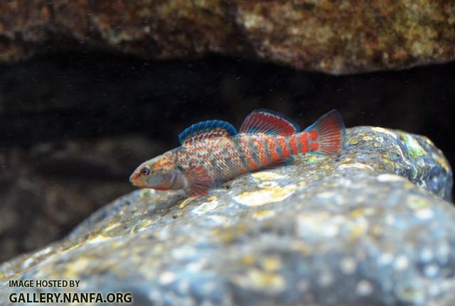 Male Rainbow Darter