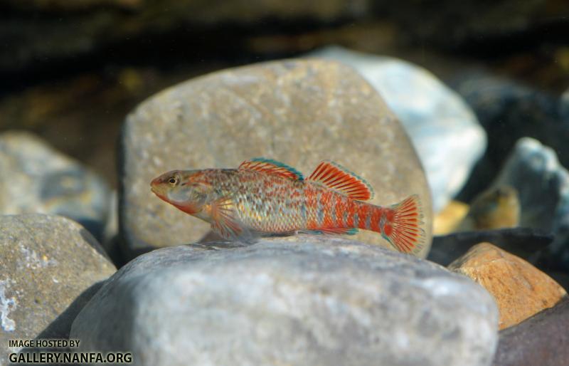 Rainbow darter with red tail