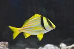 Porkfish