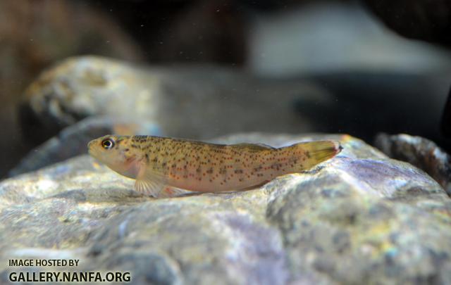 Bluebreast Darter