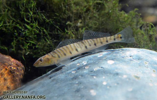 Logperch Full View