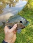 Bluegill (Lepomis macrochirus)