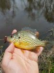 Pumpkinseed (Lepomis gibbosus)