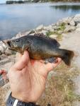 Green Sunfish (Lepomis cyanellus)