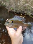 Spotted Sunfish (Lepomis punctatus)