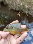 Dollar Sunfish (Lepomis marginatus)