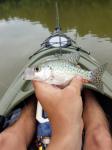 White Crappie (Pomoxis annularis)