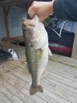 Largemouth Bass (Micropterus salmoides)