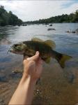 Smallmouth Bass (Micropterus dolomieu)