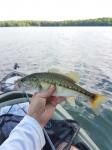 Alabama Bass (Micropterus henshalli)