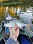 White Bass (Morone chrysops)