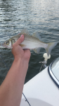 White Perch (Morone americana)