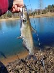 Channel Catfish (Ictalurus punctatus)