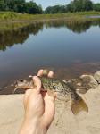 Flat Bullhead (Ameiurus platycephalus)