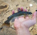 Snail Bullhead (Ameiurus brunneus)