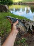 Brown Bullhead (Ameiurus nebulosus)