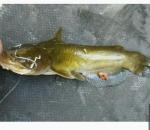 Yellow Bullhead (Ameiurus natalis) 