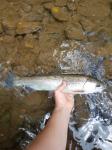 Rainbow Trout (Oncorhynchus mykiss)