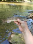 Brook Trout (Salvelinus fontinalis)