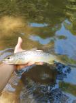 Brown Trout (Salmo trutta)