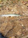 Longnose Gar (Lepiosteus osseus)