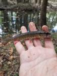 Redfin Pickerel (Esox americana americana)