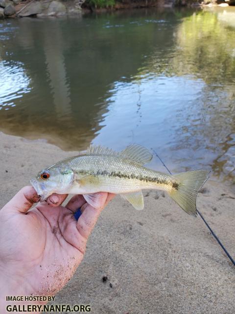 3/21/20 Little Yadkin River, NC