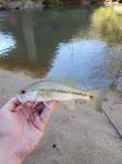 3/21/20 Little Yadkin River, NC