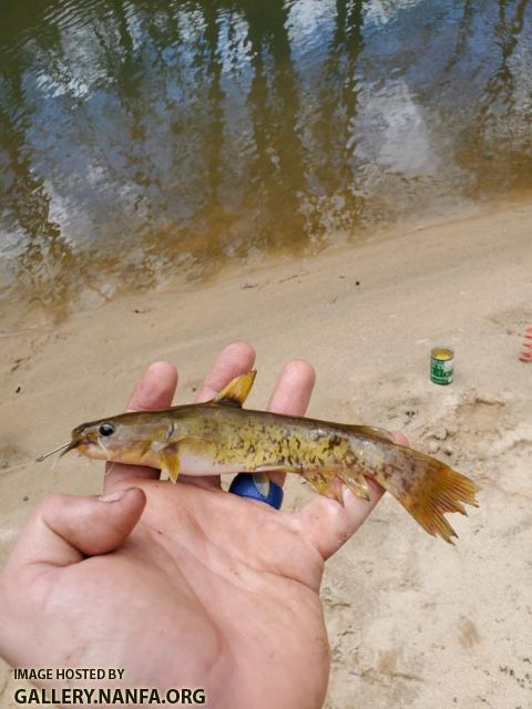 3/21/20 Little Yadkin River, NC