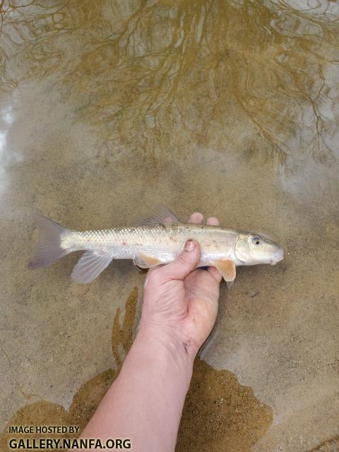 3/21/20 Little Yadkin River, NC