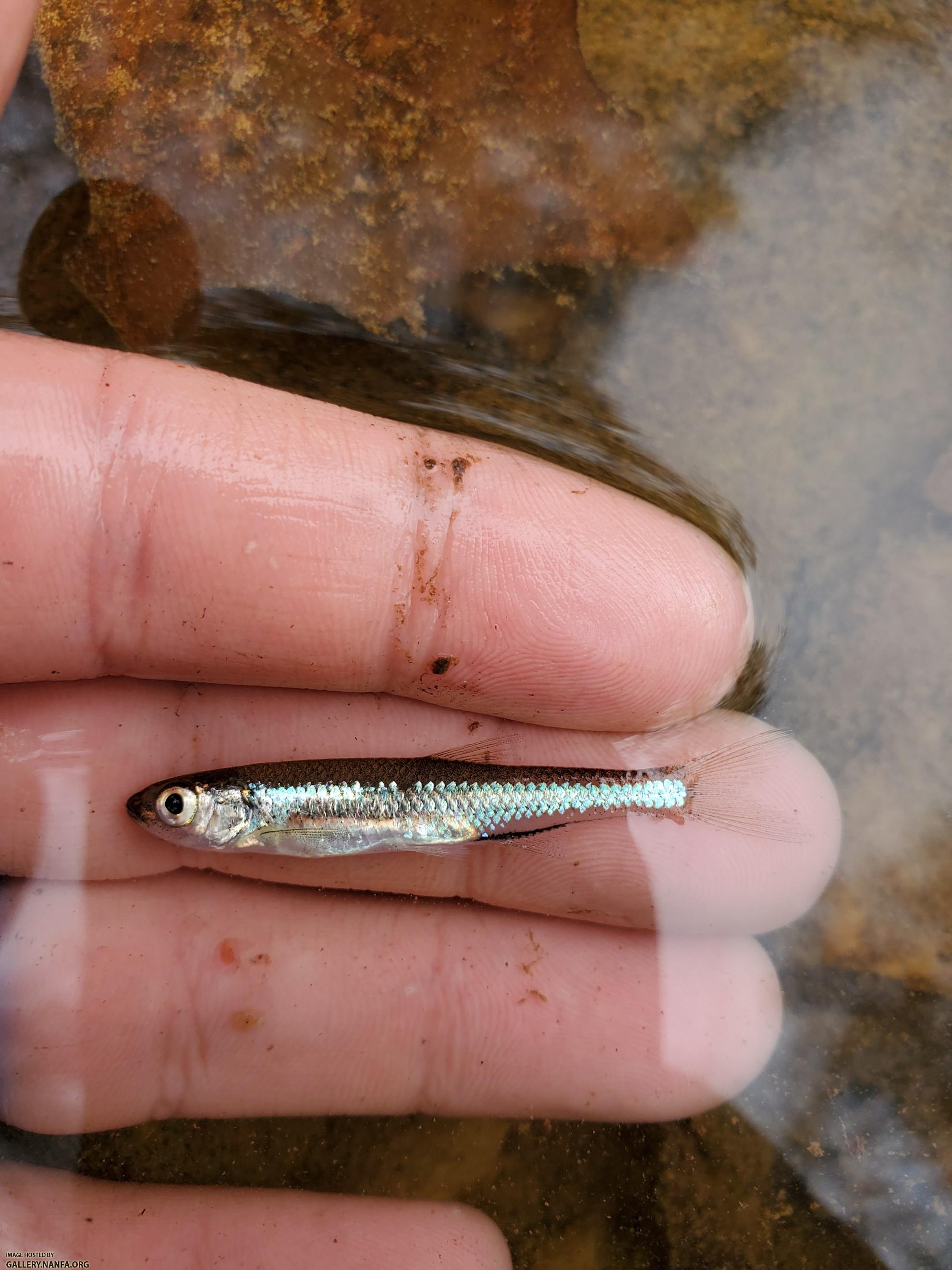 11/18/19 Pee Dee River Basin, NC