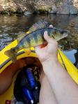 Yellow Perch (Perca flavescens)