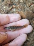 Carolina Fantail Darter (Etheostoma brevispinum)