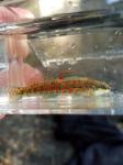 Savannah Darter (Etheostoma fricksium)