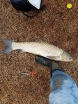 Grass Carp (Ctenopharygodon idella)