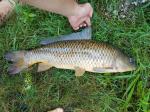 Common Carp (Cyprinus carpio)