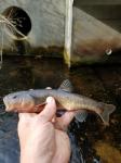 Creek Chub (Semotilus atromaculatus)