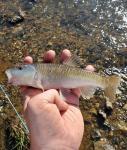 Bluehead Chub (Nocomis leptocephalus)